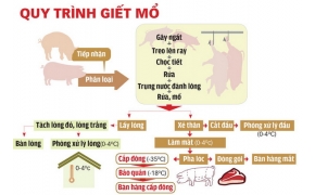 Quy trình chế biến thịt lợn ở Châu Âu